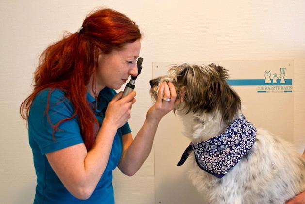 Quelle: Tierarztpraxis an St. Michael Facebook